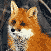 Red Fox .gif  Link to Info