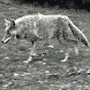 Coyote .gif  Link to Info