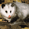 Oppossum.gif  Link to Info