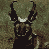 Pronghorn.gif  Link to Info