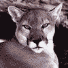 Puma.gif  Link to Info