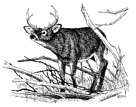 White-tailed Deer Illustration