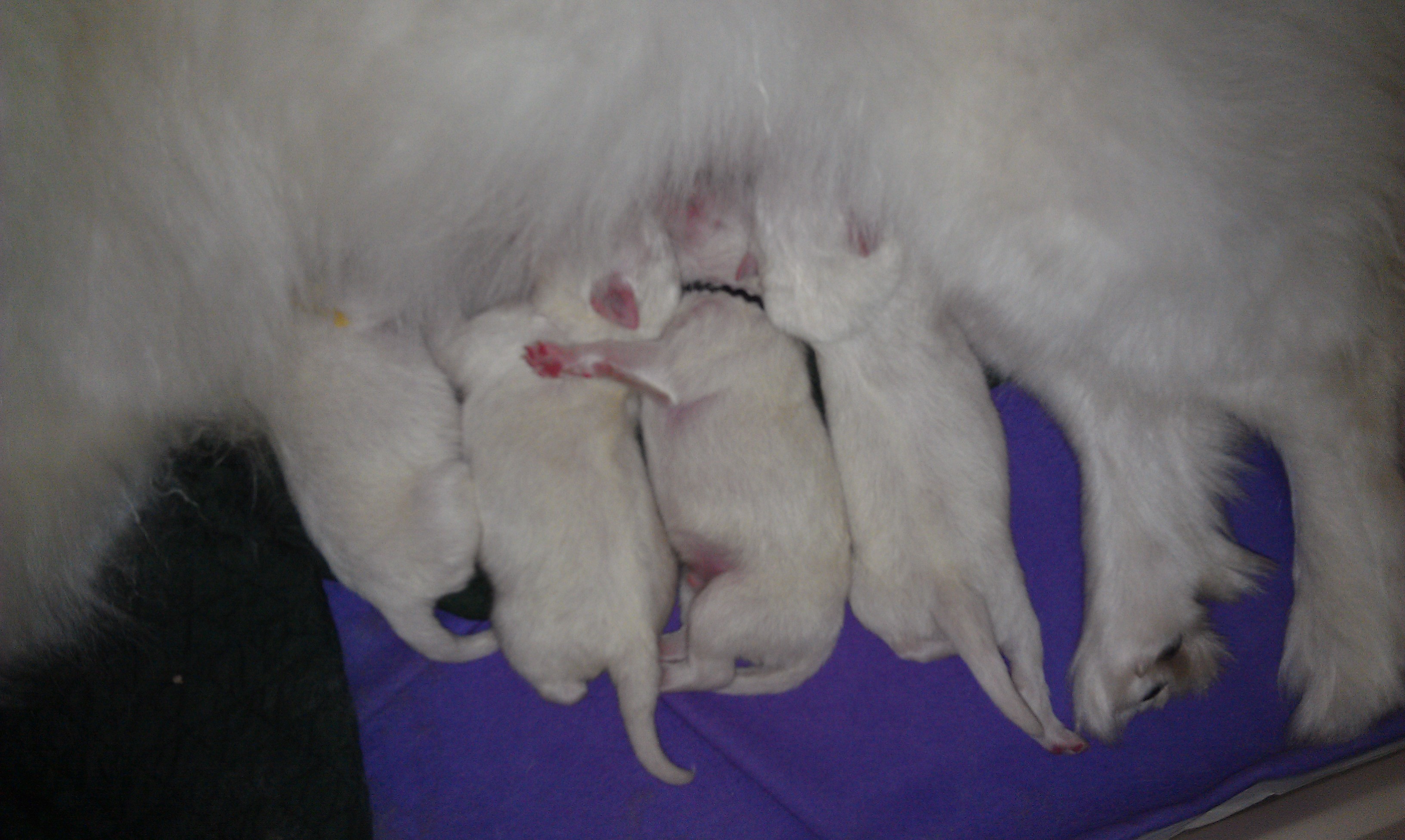 New Puppies 3.1.12