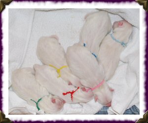 Miracle Litter