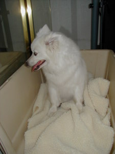 UKC CH Wright's Mercedes Snow Angel