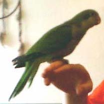 My Quaker Parrot Smoocher!!