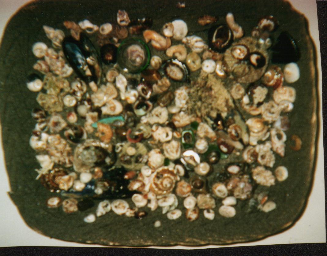 BEACHCOMBERS COLLECTIBLES