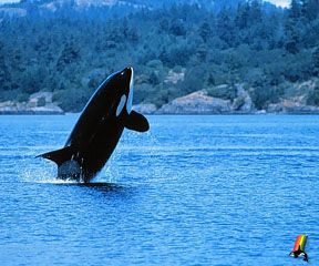 Whale and Wildlife Watch