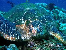 Costal Research Turtles