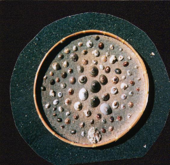 BeachCombers Collectibles