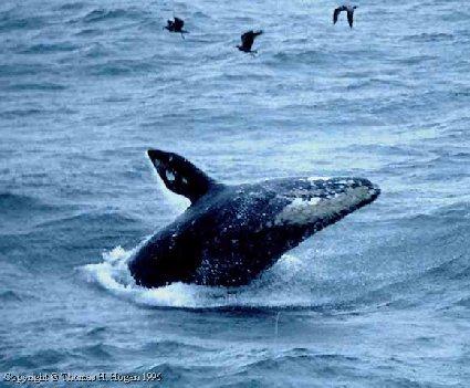 Marine Mammal HomePage