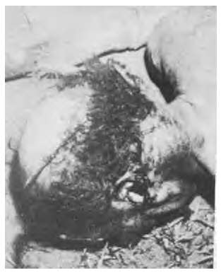 credit: Karen Lyster' web site