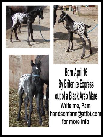 2003 Arab-Appy filly