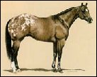 Appaloosa Horses