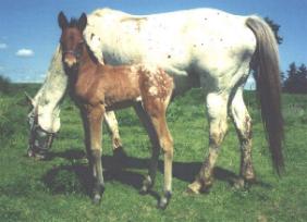 1999 Arab-Appy filly