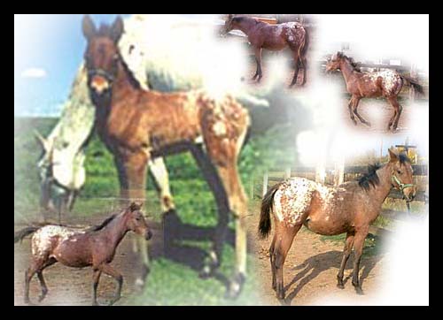 1999 Arab-Appy filly