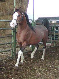 HAAP Farrago - Arabian stallion