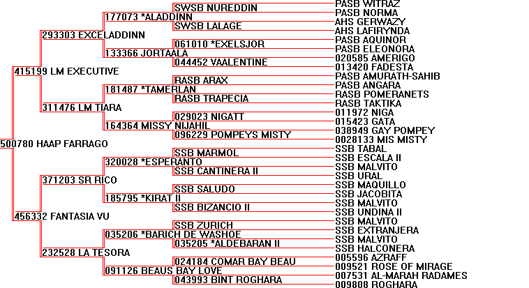 HAAP Farrago - Arabian Stallion