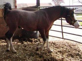 HAAP Farrago - Arabian Appaloosa stallion