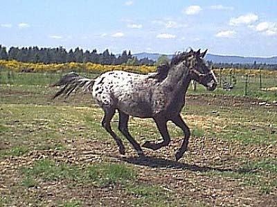 ALH Apache Raindanz - Appaloosa stallion