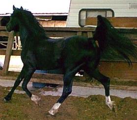 Suda Sihr - Arabian Stallion