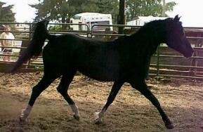 Suda Sihr - Arabian Stallion