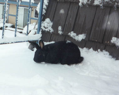 Mommy's Giant Hopper