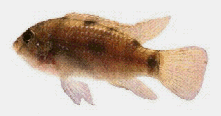 African Butterfly Cichlid