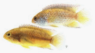 Golden-Eyed Dwarf Cichlid