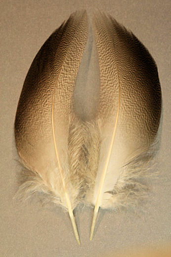 Next select two matching brown mallard flank feathers.  The fiber length on these feathers should longer than the body of the fly but not longer than the hook.