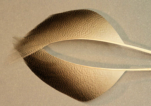 Strip off all the excess and useless portions of the feather, all of the short side of the feather and the fluff at the bottom.