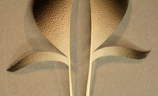 Now separate a portion of the feather from the rest in the thickness you want the wing to be.  Stroke this portion of the feather into the shape you want the wing to be.