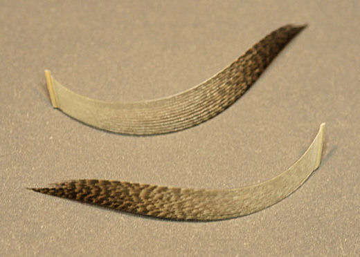 Cut off the lower portion of the feather stem and then cut your shaped wing away from the feather with its portion of feather stem intact.