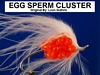 Leons Egg Sperm Cluster