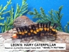 Leon�s Hairy Caterpillar
