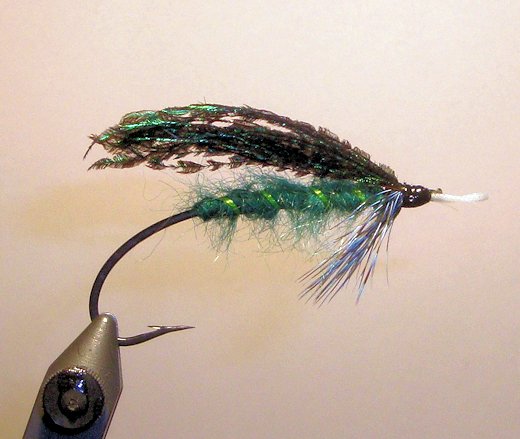The Peacock Fly
