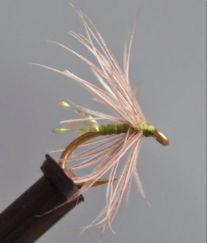 O-Spider - A William Lovelace Fly