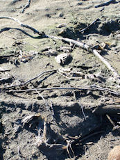 Skeletal remains of spawned out salmon