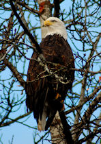 Alaskan Blad Eagle