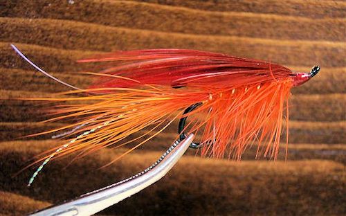 General Practitioner