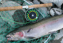 Hatchery Steelhead taken on No 1 for river Tweed, going to the barbecue