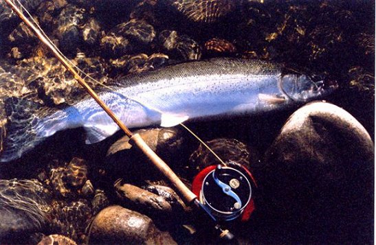 A classic shot of chrome bright spring steelhead caught in May on a 1/0 deep purple spey(Walt Johnson pattern)in a S.W. Washington stream.
