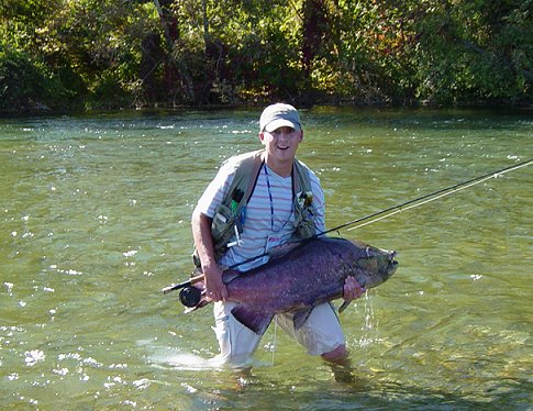 Oregon fly fisherman, Isaac Bowen hefts a huge, fly caught King landed while fishing the Feather river near Oroville. This fish was approximately 61 lbs, taken on a 10lb leader. This might have been the world record had not a 71 1b. King been taken in Oregon not long after this.