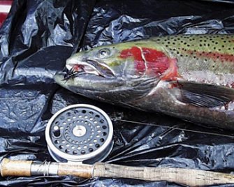 A beautifully colored Steelie, hooked on a nymph pattern by Clark Lucas on the Clearwater in Idaho.