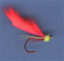 Little Estuary Leech, Fluorescent Red