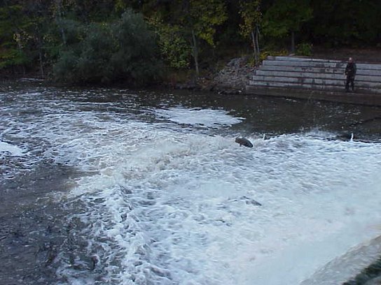 Chinook Salmon running the Sheboygan River, just below Black Wolf Run, Kohler WI. on the upper reaches of the Sheboygan River. Submitted by Mark Brown, one of the contributing tyers for Salmonfly.Net. 