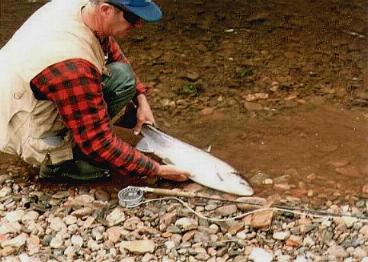 Don Barnes, releasing an Atlantic salmon grilse on the
 </center>
Middle River on Cape Breton Island, Nova Scotia.