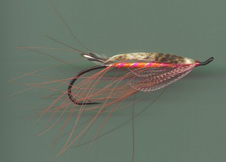 Pimp Mo Shrimp, by Dr. David Burns