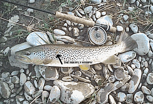 Ralphy,landed for the second time on a mafly nymph.