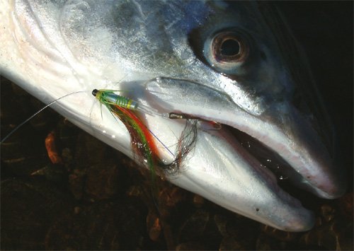 Evidence of the effectivenes of a Yuri Shumakov tube fly -Atlantic Salmon taken on the Kola.